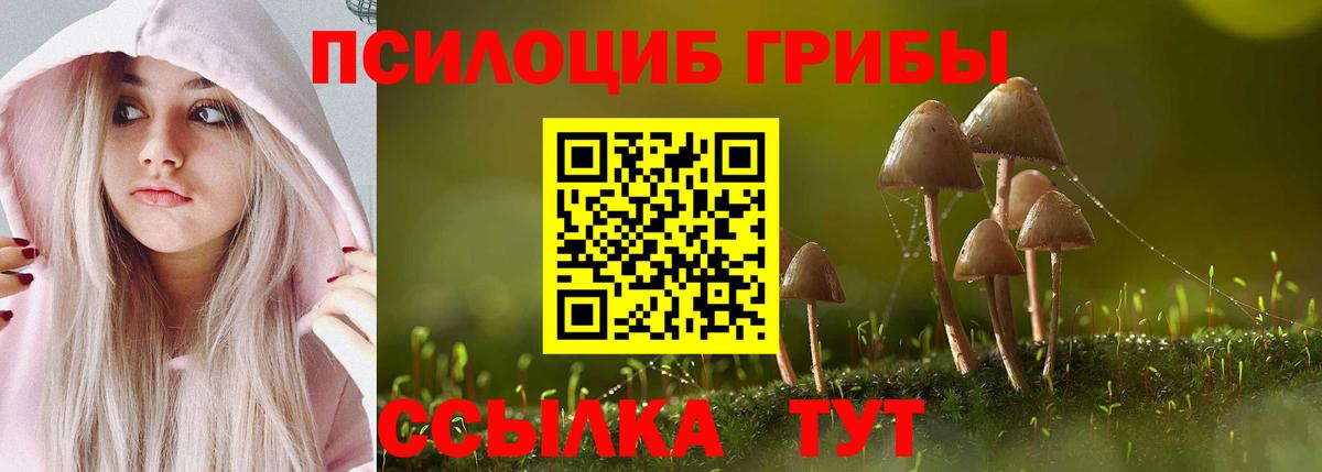 Псилоцибиновые грибы Psilocybine cubensis Киселёвск